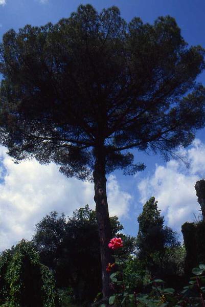 223-Ninfa,giugno 1989.jpg
